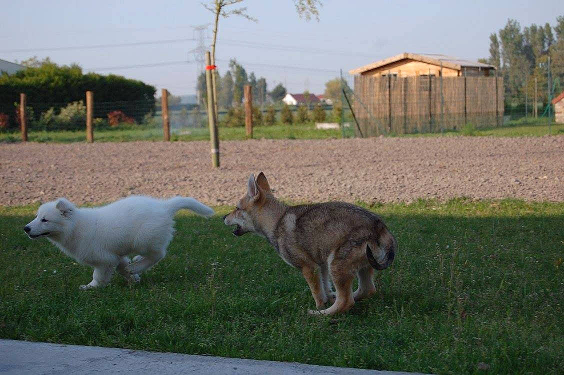 Kira a rejoint le concours — aidez-le/la à gagner de superbes lots ! berger_blanc_suisse, canidae, carnivore, czechoslovakian_wolfdog, dog, dog_breed, grass, mammal, saarloos_wolfdog, sporting_group, swedish_vallhund, tail, vertebrate, wolfdog, working_dog