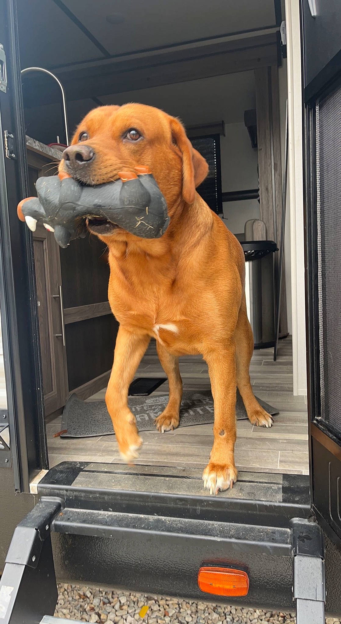 Buck joined the competition — help win amazing prizes! ancient_dog_breeds, carnivore, collar, companion_dog, curtain, dog, dog_breed, dog_collar, door, fawn, gas, liver, pet_supply, snout, sporting_group, tail, vehicle_door, wood, working_animal, working_dog