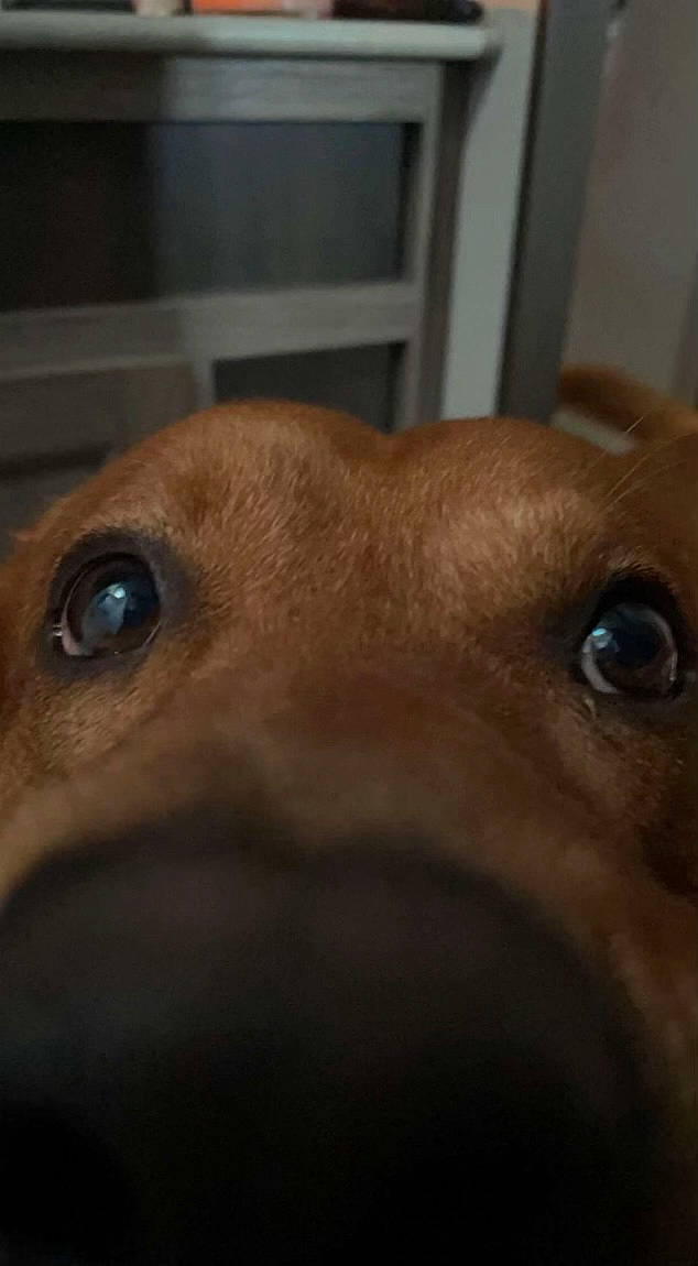 Buck joined the competition — help win amazing prizes! canidae, carnivore, close_up, companion_dog, dog, dog_breed, ear, fawn, fur, liver, non_sporting_group, nose, pet_supply, puppy, snout, sporting_group, whiskers, working_animal