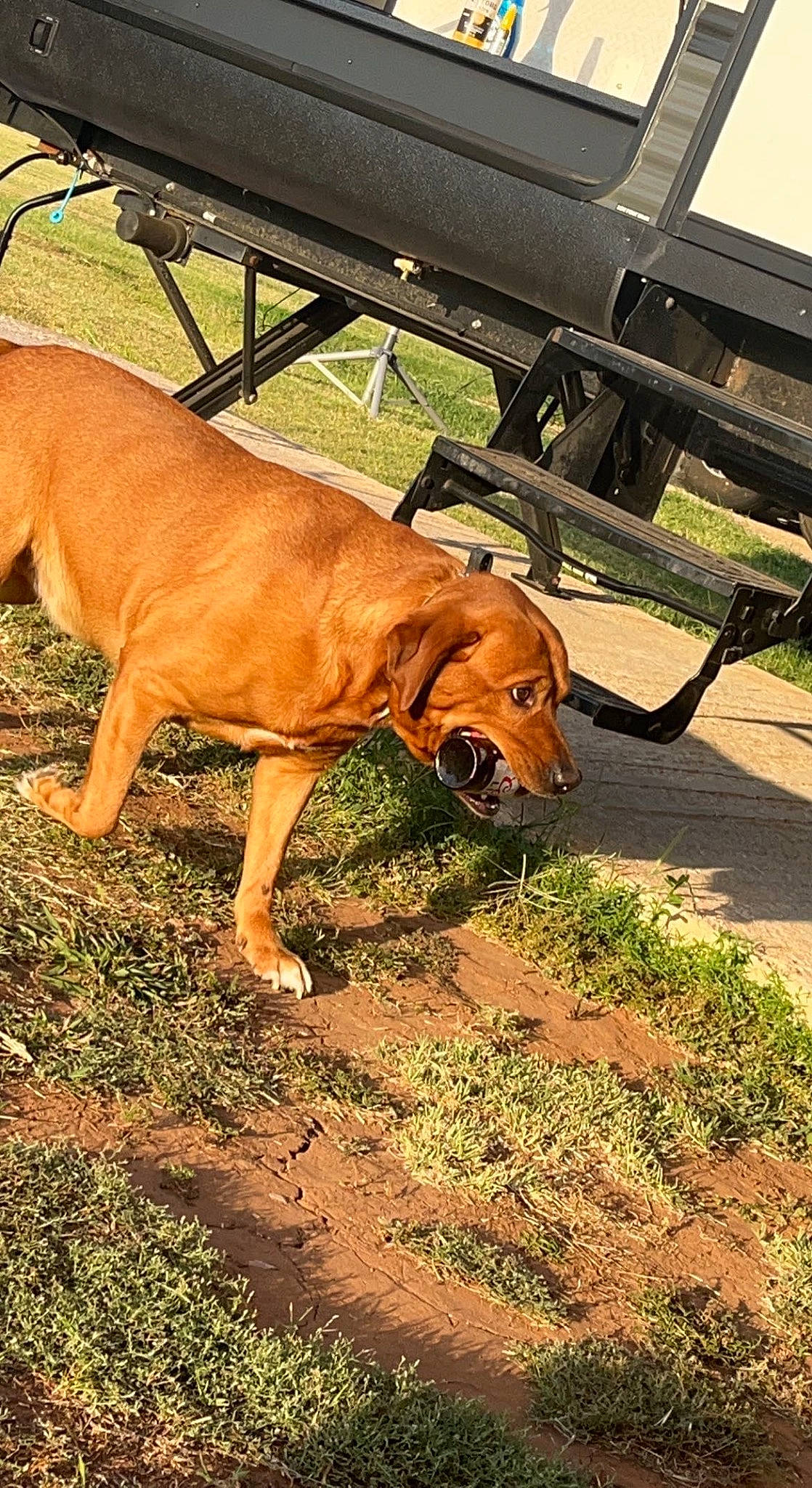 Buck is registered to the contest to win money with this photo: bench, carnivore, chair, collar, companion_dog, dog, dog_breed, dog_collar, guard_dog, hunting_dog, liver, outdoor_furniture, pet_supply, plant, soil, table, tail, terrestrial_animal, working_animal, working_dog
