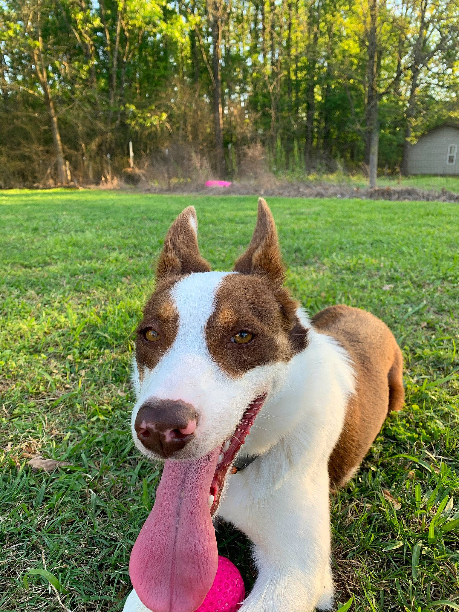 Ember is registered to the contest to win money with this photo: carnivore, collar, companion_dog, dog, dog_breed, dog_collar, grass, groundcover, plant, tail, tree, whiskers, working_animal, working_dog