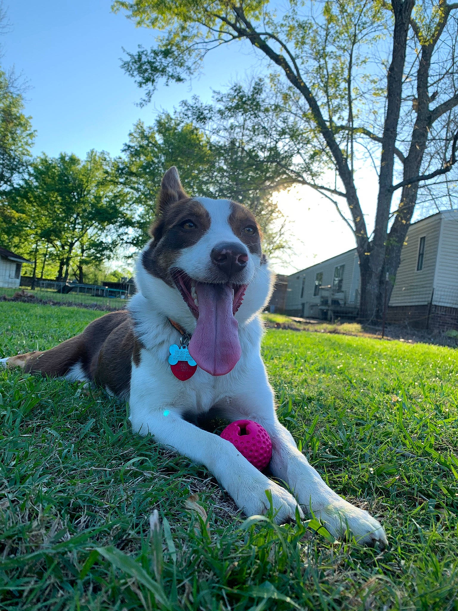 Ember is registered to the contest to win money with this photo: building, canidae, carnivore, collar, companion_dog, dog, dog_breed, fawn, grass, happy, herding_dog, lawn, plant, recreation, sky, snout, sporting_group, tail, tree, window