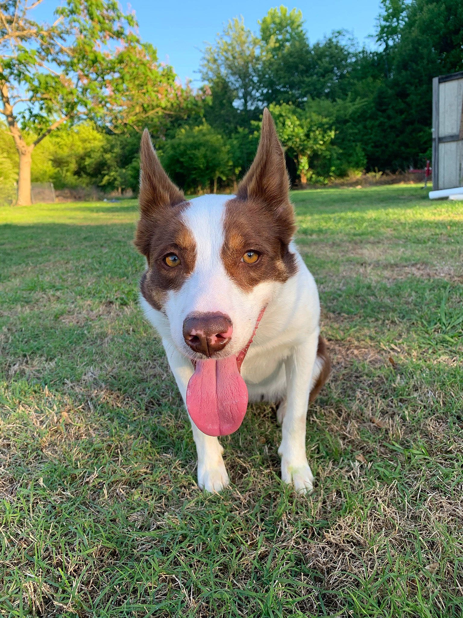 Ember joined the competition — help win amazing prizes! carnivore, companion_dog, dog, dog_breed, grass, herding_dog, plant, sky, sporting_group, tail, tree, working_dog