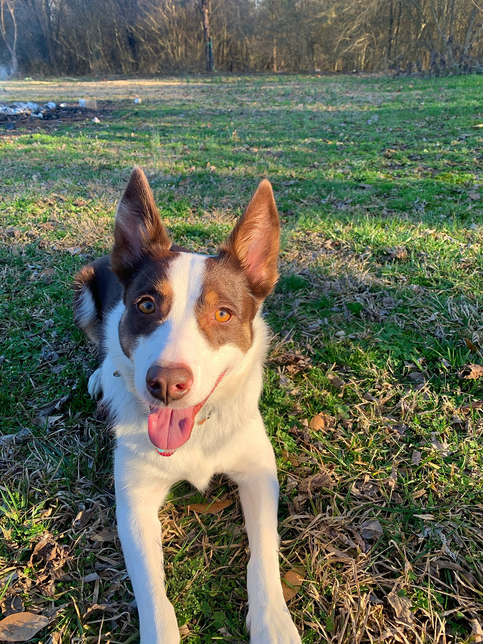 Ember joined the competition — help win amazing prizes! canidae, carnivore, companion_dog, dog, dog_breed, fawn, grass, grassland, herding_dog, hunting_dog, non_sporting_group, plant, sporting_group, tail, terrestrial_animal, tree, working_animal, working_dog