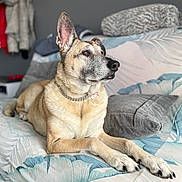 Faith a rejoint le concours — aidez-le/la à gagner de superbes lots ! animal, blanket, brown, canine, collar, comfort, couch, dog, ears, fur, furniture, gray, household, indoor, living_room, paws, pet, relaxed, resting, white