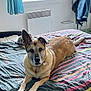Faith participe au concours pour gagner de l'argent avec cette photo : animal, bed, blanket, casual, chain, collar, cozy, curtain, dog, furniture, home, indoor, jacket, light, looking, pet, relaxed, resting, striped, window
