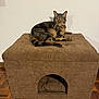 animal, brown, cat, comfort, cozy, cushion, domestic, feline, floor, furniture, home, indoor, ottoman, pet, relaxed, resting, shadow, tabby_cat, wall, wood_floor