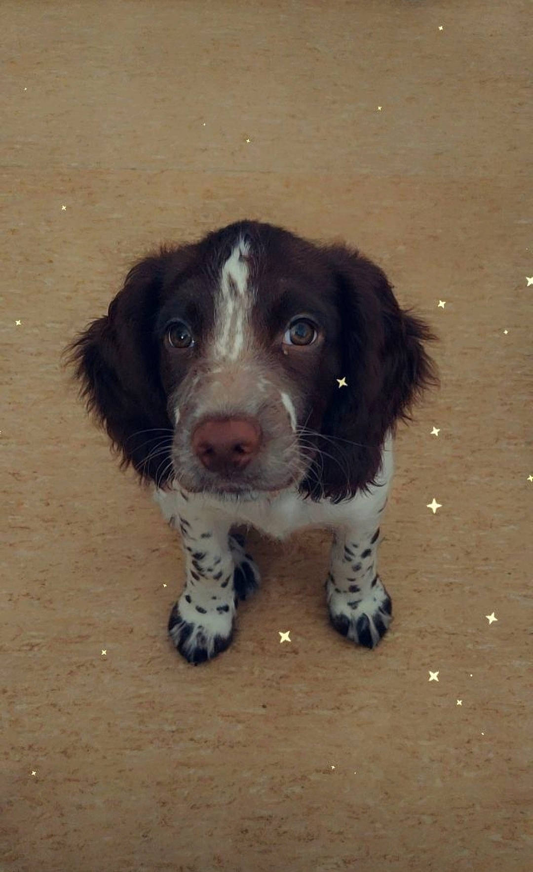 Tara participe au concours pour gagner de l'argent avec cette photo : bored, canidae, carnivore, companion_dog, dog, dog_breed, fur, gun_dog, hunting_dog, liver, paw, soil, spaniel, sporting_group, terrestrial_animal, working_animal, working_dog