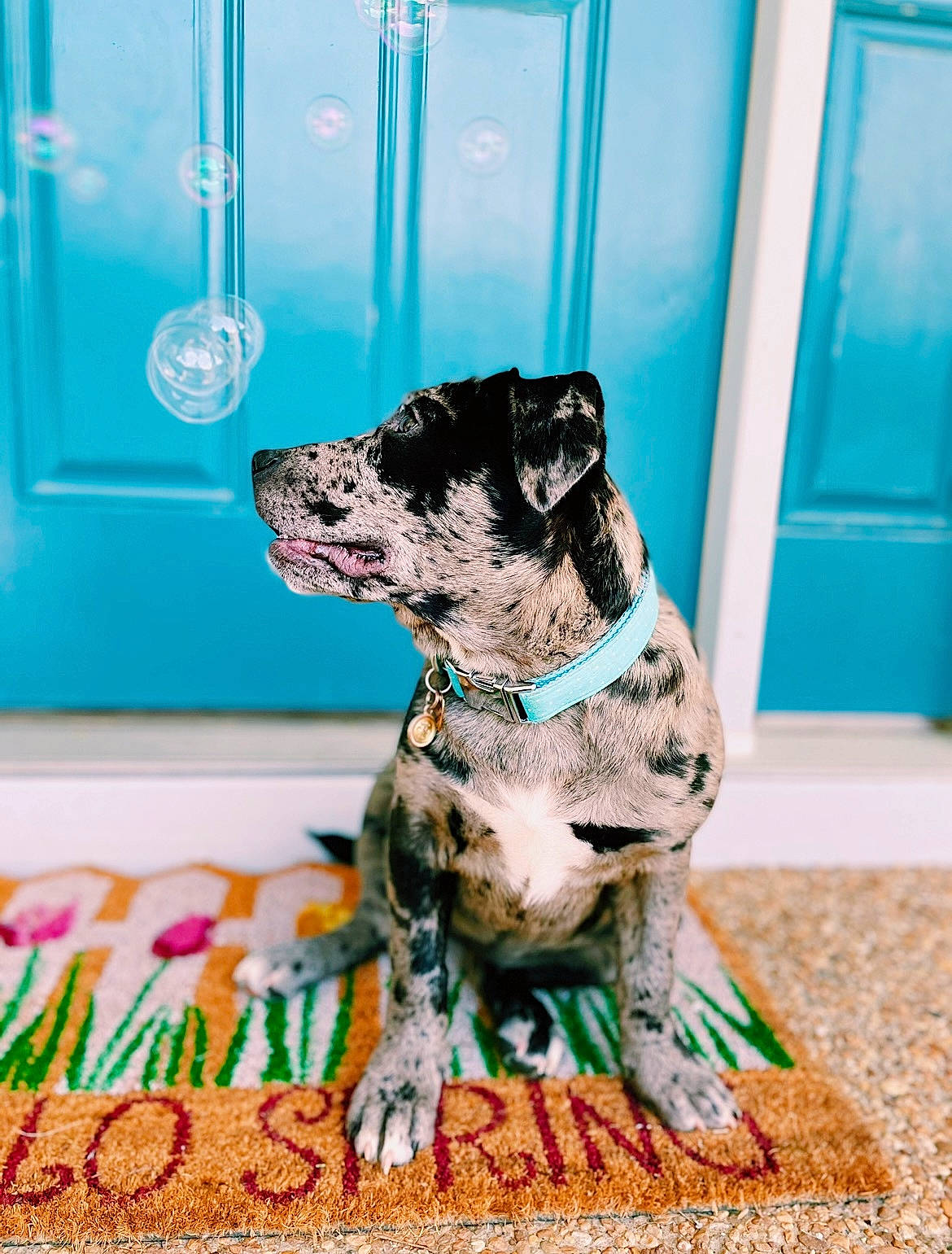 Mali joined the competition — help win amazing prizes! blue, canidae, carnivore, collar, companion_dog, dalmatian, dog, dog_breed, dog_collar, dog_supply, dog_toy, fawn, fur, guard_dog, pet_supply, snout, sporting_group, terrestrial_animal, toy_dog, working_animal