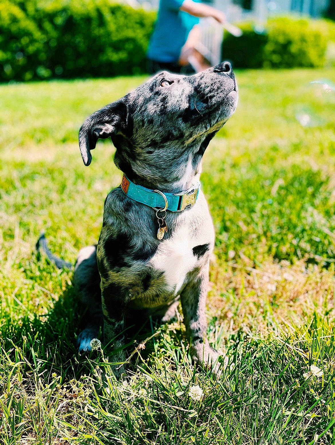Mali is registered to the contest to win money with this photo: canidae, carnivore, collar, companion_dog, dalmatian, dog, dog_breed, dog_collar, dog_supply, fawn, grass, grassland, green, groundcover, plant, pointing_breed, snout, sporting_group, tail, terrestrial_animal