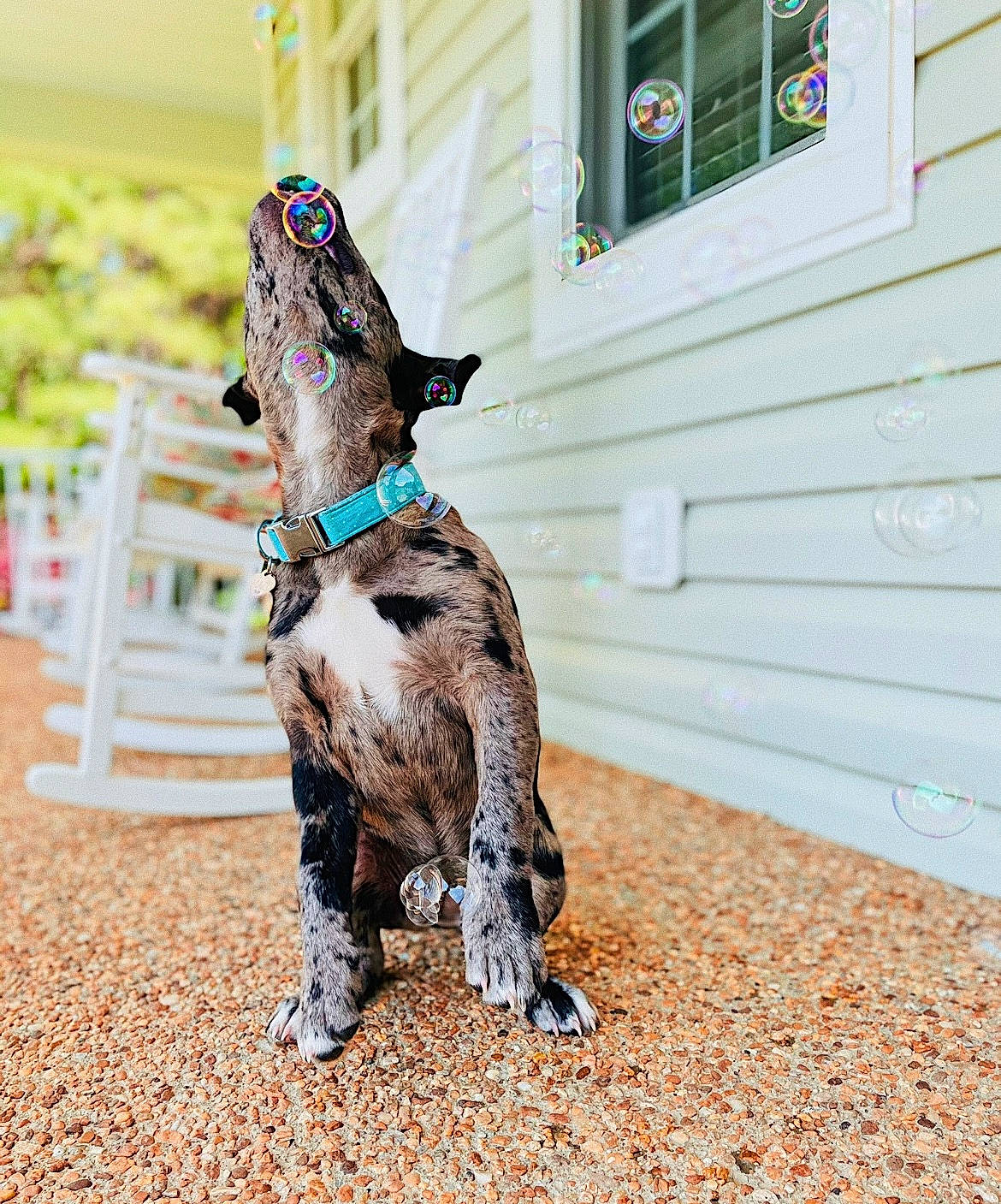 Mali joined the competition — help win amazing prizes! carnivore, collar, companion_dog, dog, dog_breed, dog_collar, dog_supply, door, fawn, fur, house, leash, pet_supply, siding, soil, sporting_group, tail, water_dog, window, wood