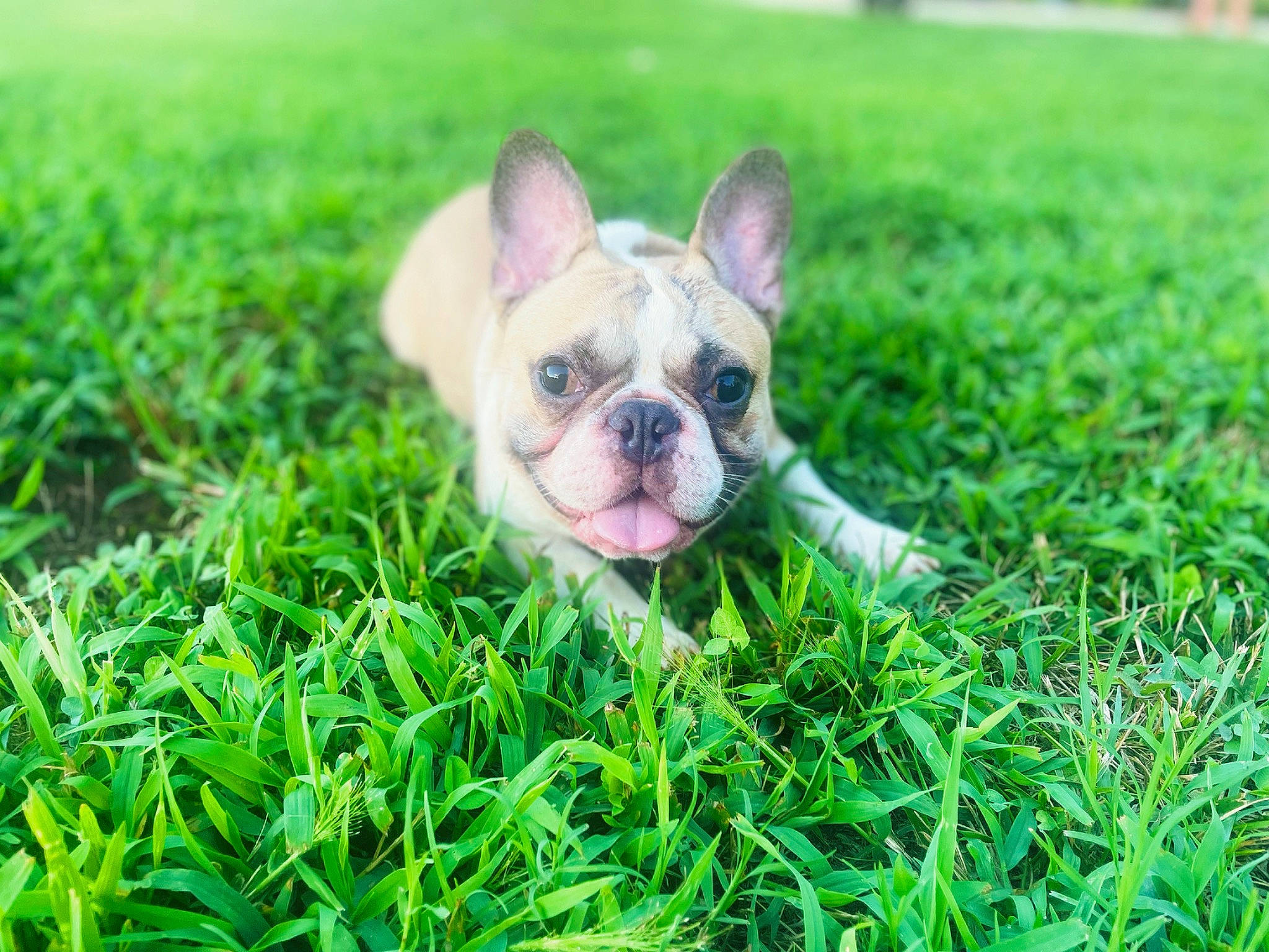 Tank is registered to the contest to win money with this photo: bulldog, carnivore, companion_dog, dog, dog_breed, ear, eye, fawn, grass, groundcover, head, human_body, mammal, plant, snout, terrestrial_animal, toy_dog, vertebrate, whiskers, working_animal