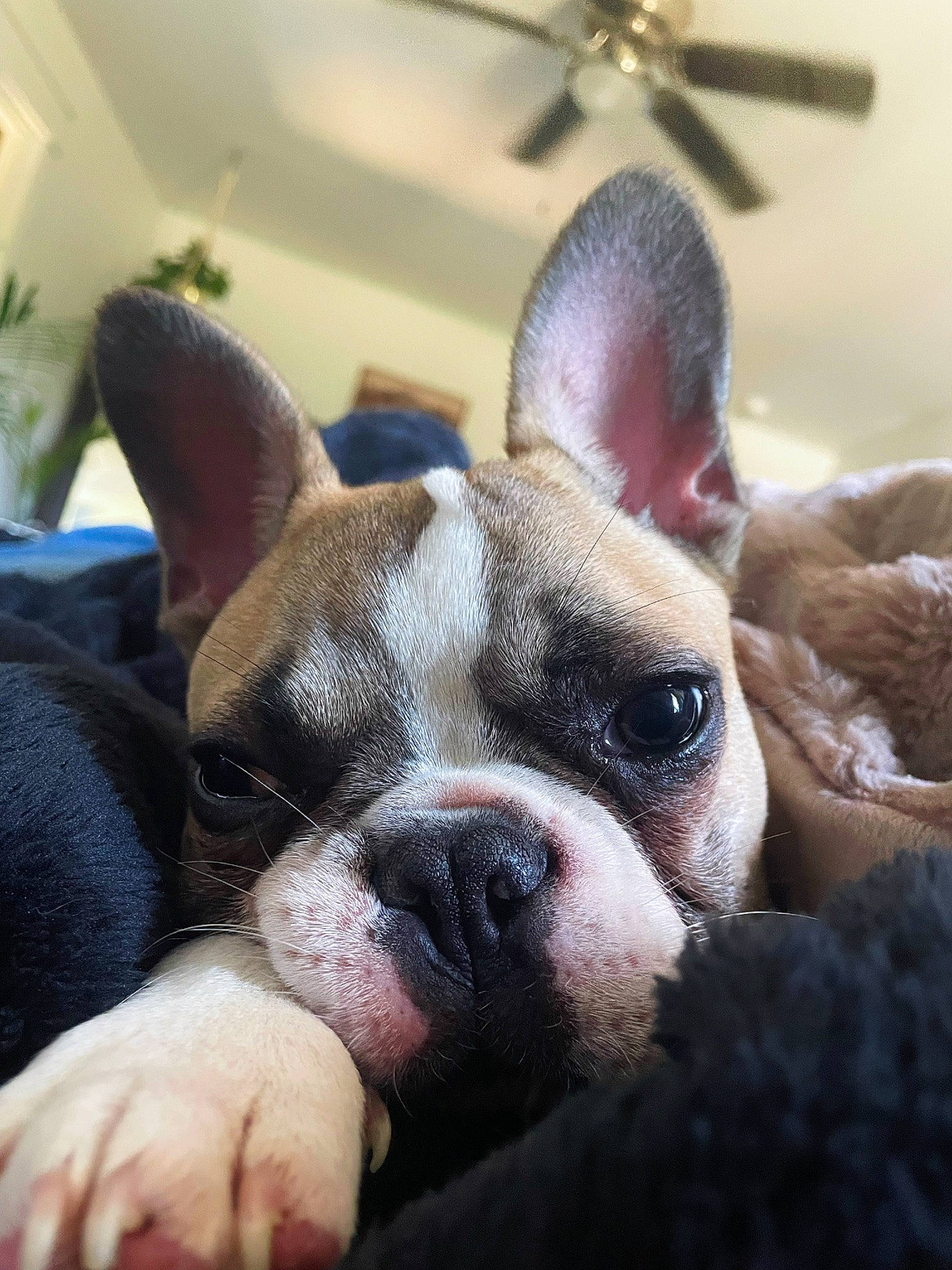 Tank is registered to the contest to win money with this photo: bulldog, canidae, carnivore, ceiling_fan, comfort, companion_dog, dog, dog_breed, ear, eye, fawn, fur, mechanical_fan, snout, sporting_group, terrestrial_animal, toy_dog, whiskers, working_animal, wrinkle