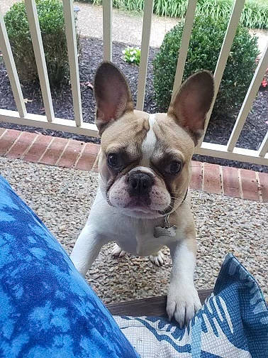 Tank joined the competition — help win amazing prizes! blue, bulldog, carnivore, comfort, companion_dog, dog, dog_breed, ear, eye, fawn, fence, grass, mammal, plant, snout, sporting_group, terrestrial_animal, toy_dog, vertebrate, working_animal