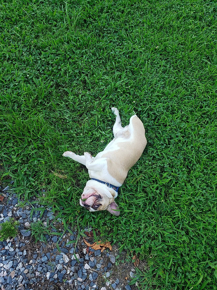 Tank joined the competition — help win amazing prizes! artificial_turf, canidae, carnivore, companion_dog, dog, dog_breed, dog_supply, fawn, grass, grass_family, groundcover, lawn, pet_supply, plant, shrub, sporting_group, tail, terrestrial_animal, toy_dog, working_animal