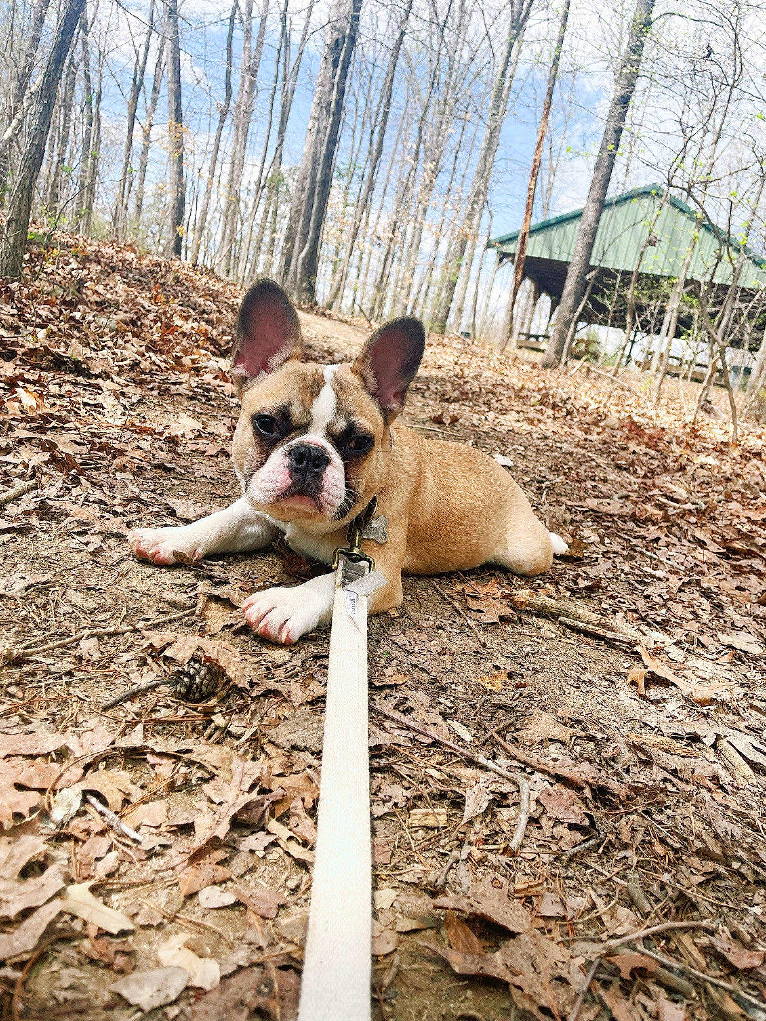 Tank joined the competition — help win amazing prizes! boston_terrier, canidae, carnivore, cloud, companion_dog, dog, dog_breed, fawn, fence, grass, molosser, plant, sky, snout, soil, tail, terrestrial_animal, tree, wood, working_animal