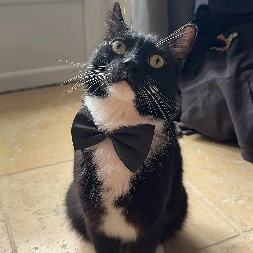 Réglisse a rejoint le concours — aidez-le/la à gagner de superbes lots ! accessories, animal, blackcat, bowtie, cat, clothing, couch, face, footwear, formalwear, head, indoors, kitten, manx, person, pet, photography, portrait, shoe, tie