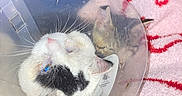 June-Bug is registered to the contest to win money with this photo: animal, black, blanket, cat, close_up, comfort, companion, cone, cozy, cute, domestic, fur, indoor, pet, pink, resting, sleeping, soft, two_cats, white