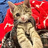 June-Bug joined the competition — help win amazing prizes! animal, blanket, cat, cozy, cute, ears, face, fur, indoor, kitten, one_eyed, paws, pet, plaid_blanket, red_blanket, resting, soft, stretching, tabby, whiskers