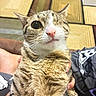 animal, carpet, casual_clothing, cat, close_up, companion, curious, cute, domestic, fur, hand, indoor, mammal, one_eyed, pattern, person, pet, pink_nose, tabby, whiskers
