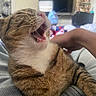 June-Bug is registered to the contest to win money with this photo: blurred_background, cat, cozy, domestic, feline, fur, furniture, household_items, indoor, lap, mouth_open, person_arm, pet, relaxed, resting, striped, tabby, television, whiskers, yawning