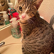 June-Bug is registered to the contest to win money with this photo: animal, bathroom, cat, close_up, curious, cute, domestic, fur, household, indoor, mirror, one_eyed, pet, pink_nose, reflection, seated, sink, soap_dispenser, tabby, whiskers