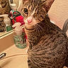 animal, bathroom, cat, close_up, curious, cute, domestic, fur, household, indoor, mirror, one_eyed, pet, pink_nose, reflection, seated, sink, soap_dispenser, tabby, whiskers