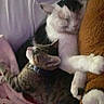June-Bug is registered to the contest to win money with this photo: animal, bed, cat, closeup, collar, companionship, cozy, cute, domestic, fur, furry, indoor, pets, relaxation, resting, sleeping, snuggling, soft_blanket, tabby_cat, white_cat