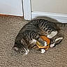 June-Bug is registered to the contest to win money with this photo: animal, carpet, cat, claw, cute, domestic, door, feline, floor, hamburger_toy, indoor, paw, pet, playing, resting, sleepy, striped, tabby, toy, wall