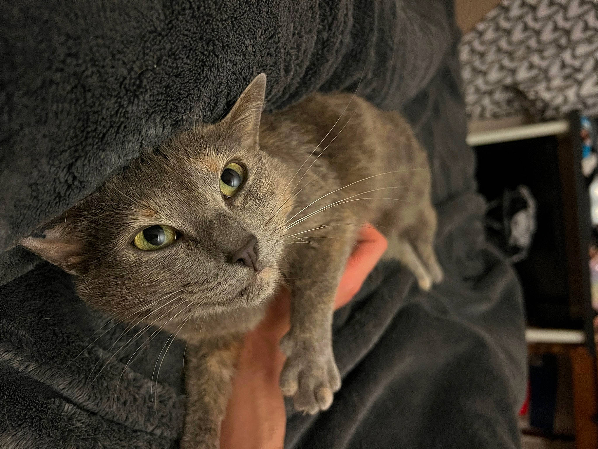 Stormy a rejoint le concours — aidez-le/la à gagner de superbes lots ! carnivore, cat, domestic_short_haired_cat, ear, felidae, fur, mammal, picture_frame, russian_blue, small_to_medium_sized_cats, snout, terrestrial_animal, vertebrate, whiskers, wildlife