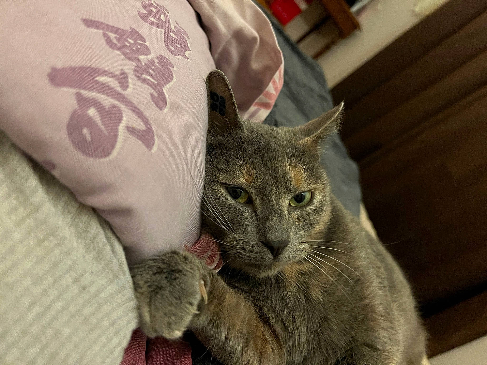 Stormy a rejoint le concours — aidez-le/la à gagner de superbes lots ! carnivore, cat, chartreux, claw, comfort, domestic_short_haired_cat, felidae, fur, gesture, grey, paw, russian_blue, sleeve, small_to_medium_sized_cats, snout, whiskers