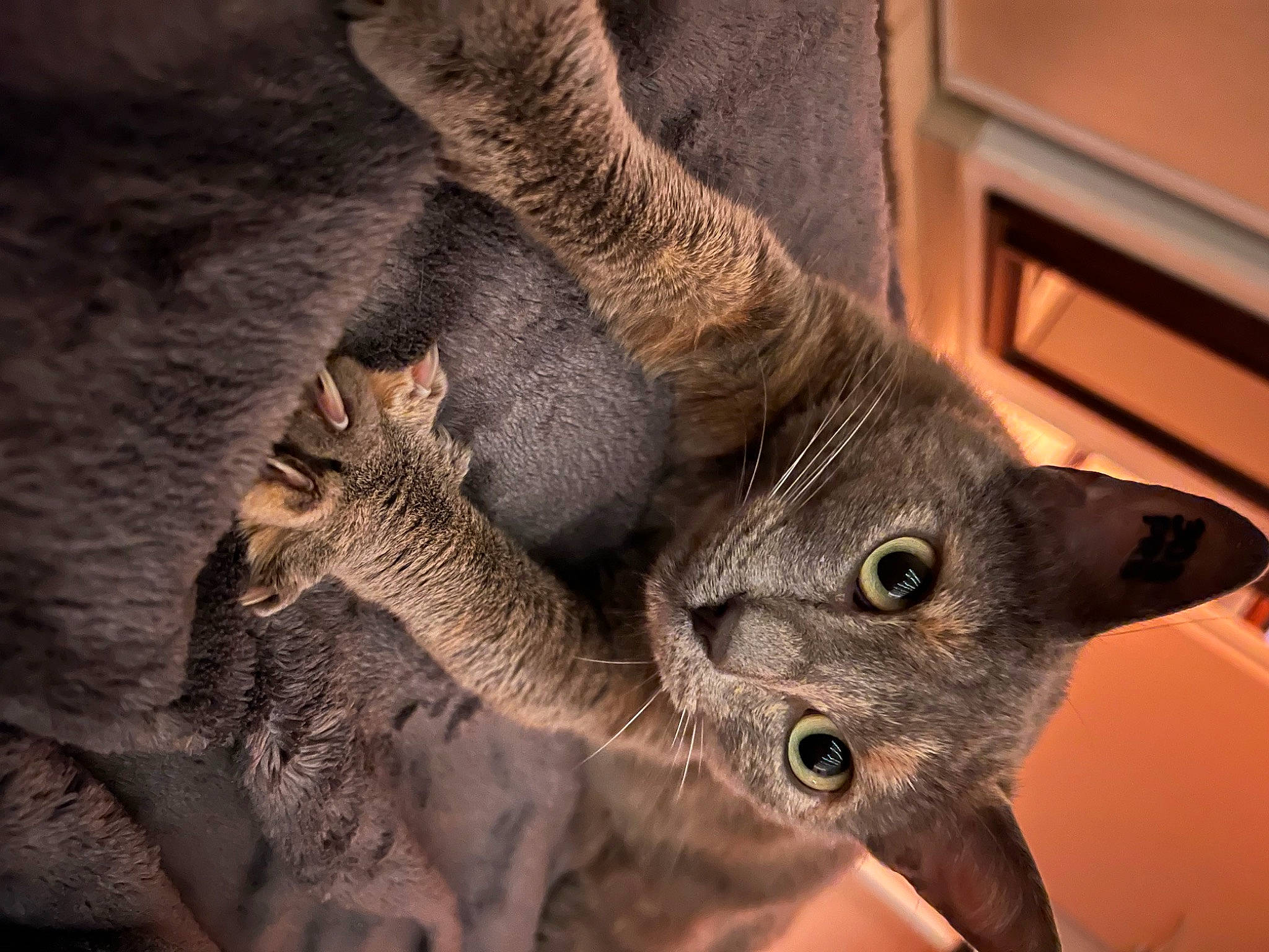 Stormy participe au concours pour gagner de l'argent avec cette photo : carnivore, cat, claw, domestic_short_haired_cat, ear, eye, fawn, felidae, foot, fur, paw, small_to_medium_sized_cats, snout, tail, terrestrial_animal, tree, whiskers, wildlife, window, wood