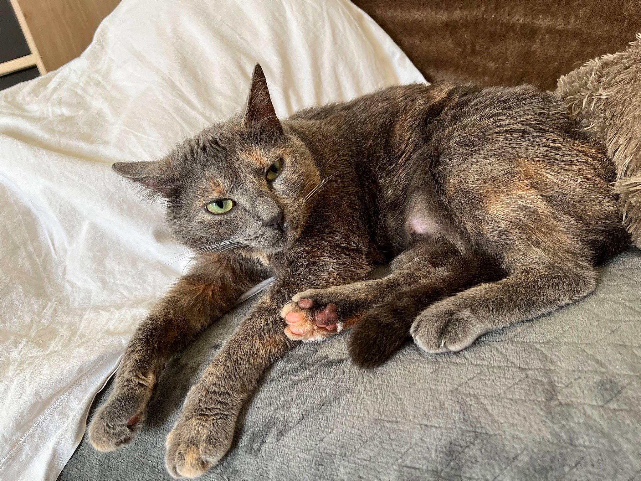 Stormy a rejoint le concours — aidez-le/la à gagner de superbes lots ! carnivore, cat, claw, comfort, domestic_short_haired_cat, felidae, fur, grey, nap, paw, sitting, small_to_medium_sized_cats, snout, tail, terrestrial_animal, whiskers, wildlife