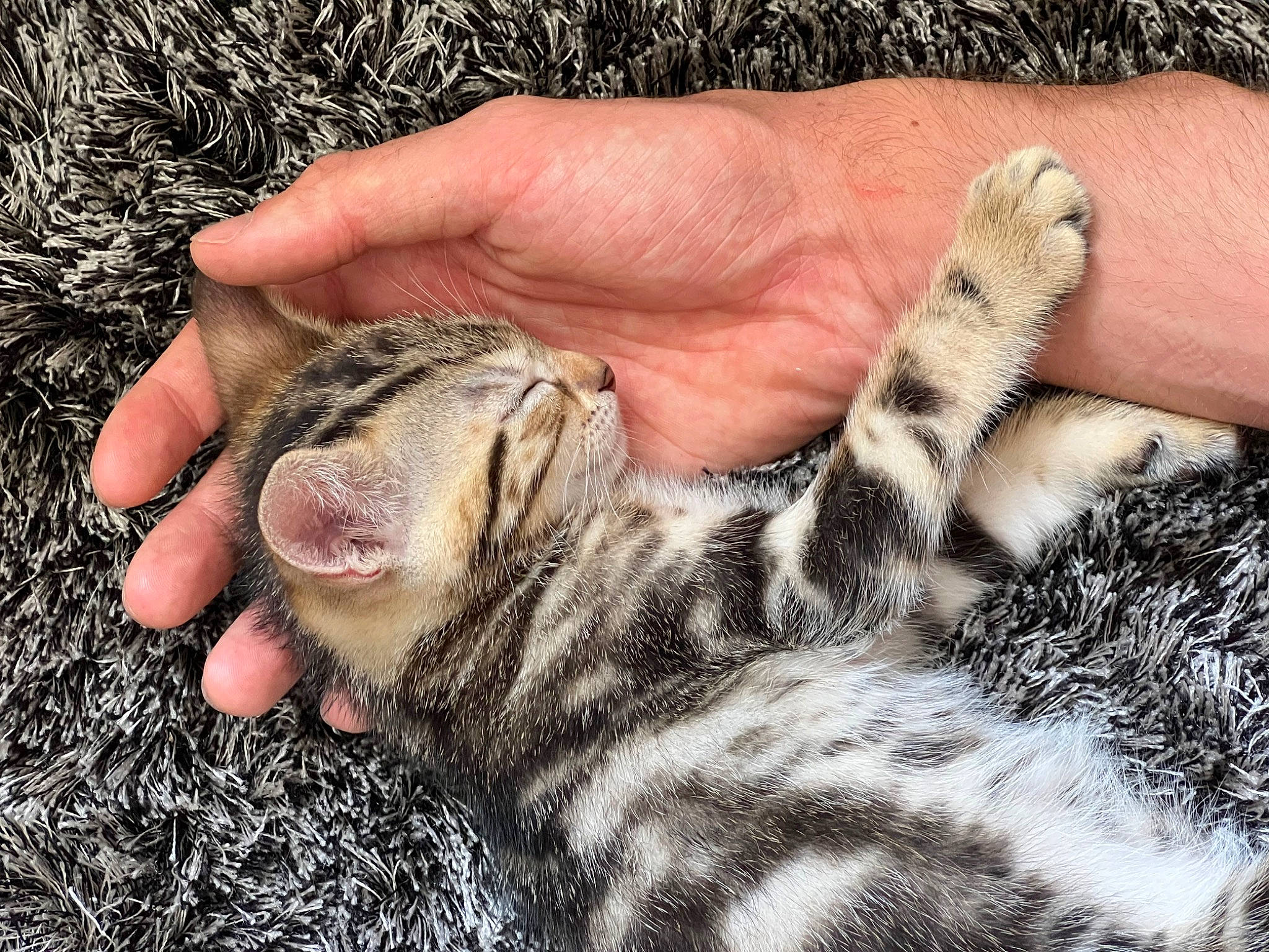 Outsy participe au concours pour gagner de l'argent avec cette photo : cat, claw, close_up, domestic_short_haired_cat, felidae, finger, fur, gesture, grass, hand, mammal, nail, paw, small_to_medium_sized_cats, snout, soil, terrestrial_animal, thumb, vertebrate, whiskers