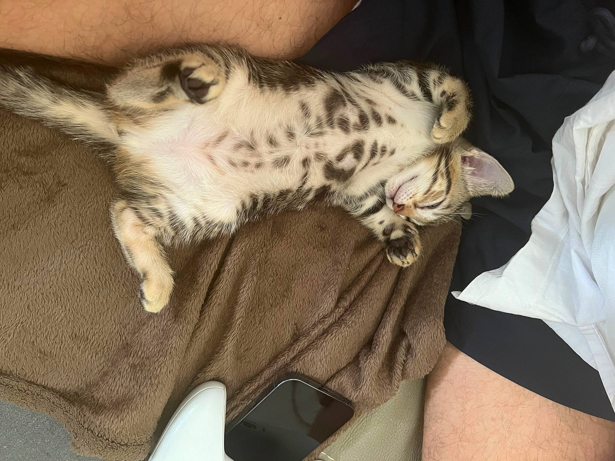 Outsy a rejoint le concours — aidez-le/la à gagner de superbes lots ! canidae, carnivore, cat, claw, comfort, companion_dog, dog_breed, domestic_short_haired_cat, fawn, felidae, fur, human_leg, lap, nap, paw, small_to_medium_sized_cats, sporting_group, tail, thigh, whiskers