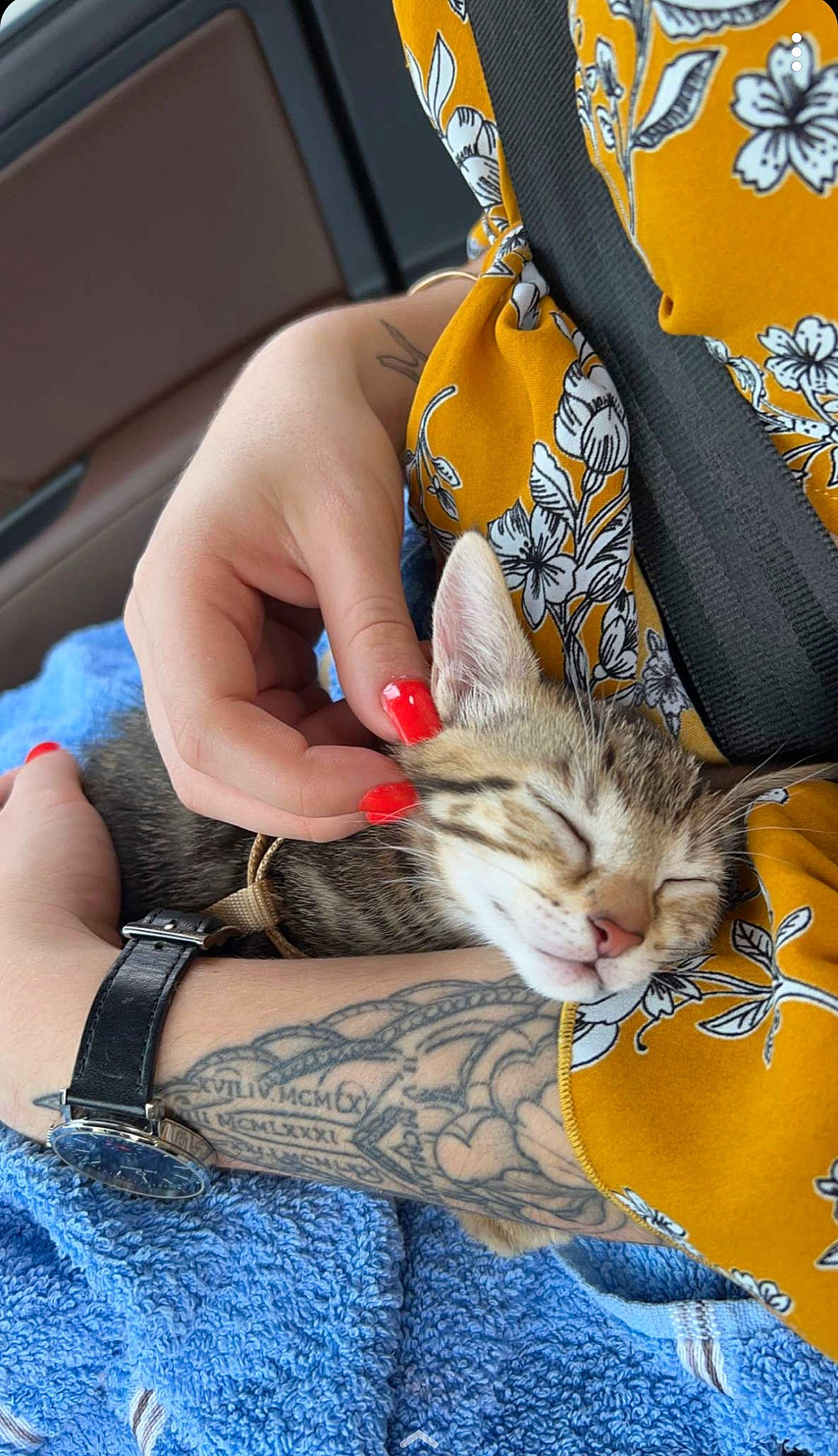 Outsy a rejoint le concours — aidez-le/la à gagner de superbes lots ! bag, bracelet, carnivore, cat, claw, comfort, computer_keyboard, domestic_short_haired_cat, felidae, fur, human_leg, lap, nail, pattern, paw, sitting, small_to_medium_sized_cats, thigh, whiskers, wrist