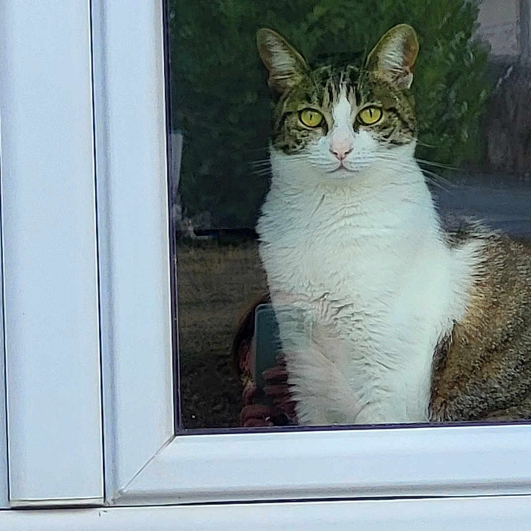 Vérity participe au concours pour gagner de l'argent avec cette photo : animal, cat, curious, domestic_cat, feline, glass, house, indoor, looking, outdoor, pet, portrait, quiet, reflection, sitting, still, tabby, white_fur, window, yellow_eyes