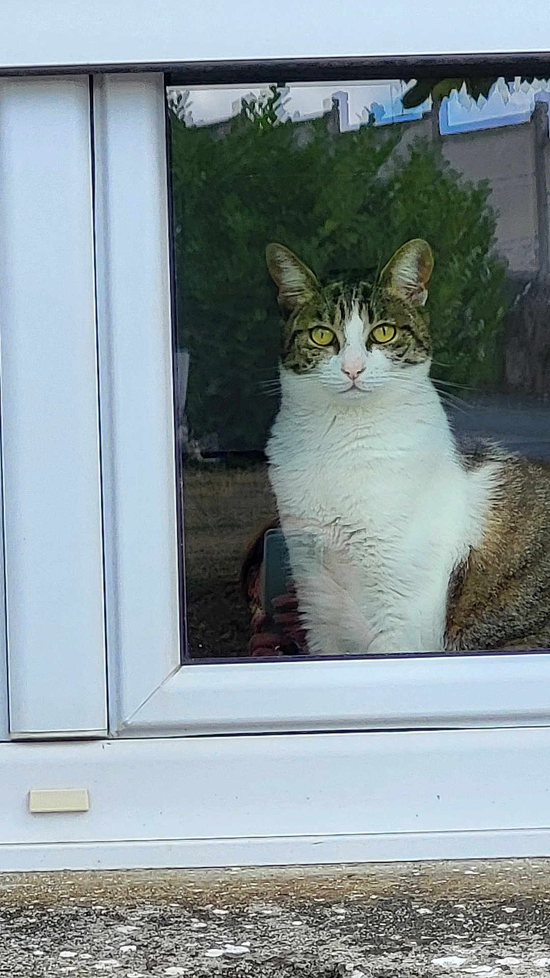 Vérity participe au concours pour gagner de l'argent avec cette photo : cat, tabby, white_fur, yellow_eyes, window, glass, reflection, indoor, outdoor, pet, animal, sitting, looking, portrait, domestic_cat, feline, curious, quiet, still, house