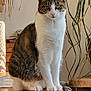 cat, tabby, white_fur, sitting, wooden_table, indoor, plant, curious, pet, animal, feline, household, domestic, calm, table, fur, whiskers, ears, tail, eyes