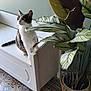 cat, plant, bench, indoor, floor, tile_floor, leaf, white_furniture, striped_cat, curious, pet, domestic_animal, green_wall, patterned_floor, potted_plant, wooden_bench, natural_light, animal, home_interior, decor
