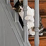 Vérity a rejoint le concours — aidez-le/la à gagner de superbes lots ! cat, stairs, wood, gray, railing, pet, animal, curious, playful, indoor, paw, feline, wooden_stairs, baluster, home, domestic_animal, peeking, mischievous, striped_cat, white_paws