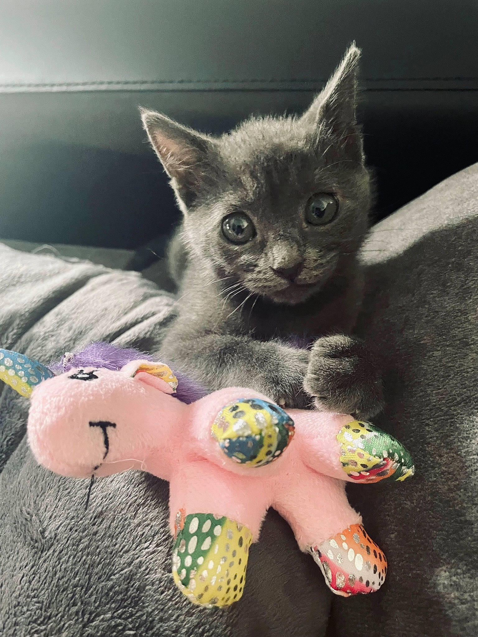 Nala a rejoint le concours — aidez-le/la à gagner de superbes lots ! carnivore, cat, cat_supply, cat_toy, comfort, couch, creative_arts, domestic_short_haired_cat, fawn, felidae, fur, grey, mammal, paw, russian_blue, small_to_medium_sized_cats, tail, toy, vertebrate, whiskers