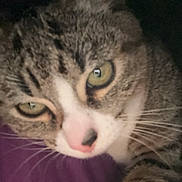 Willow participe au concours pour gagner de l'argent avec cette photo : abyssinian, animal, bodypart, canine, cat, dog, egyptiancat, face, head, hound, indoors, kitten, manx, mouth, person, pet, photography, portrait, purple, sleeping