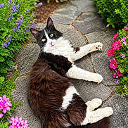 Tuxedo joined the competition — help win amazing prizes! black_and_white, cat, curious, daylight, feline, flowers, fluffy, fur, garden, greenery, lying_down, nature, outdoor, paw, pet, pink_flowers, purple_flowers, relaxed, stone_path, whiskers