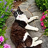 black_and_white, cat, curious, daylight, feline, flowers, fluffy, fur, garden, greenery, lying_down, nature, outdoor, paw, pet, pink_flowers, purple_flowers, relaxed, stone_path, whiskers