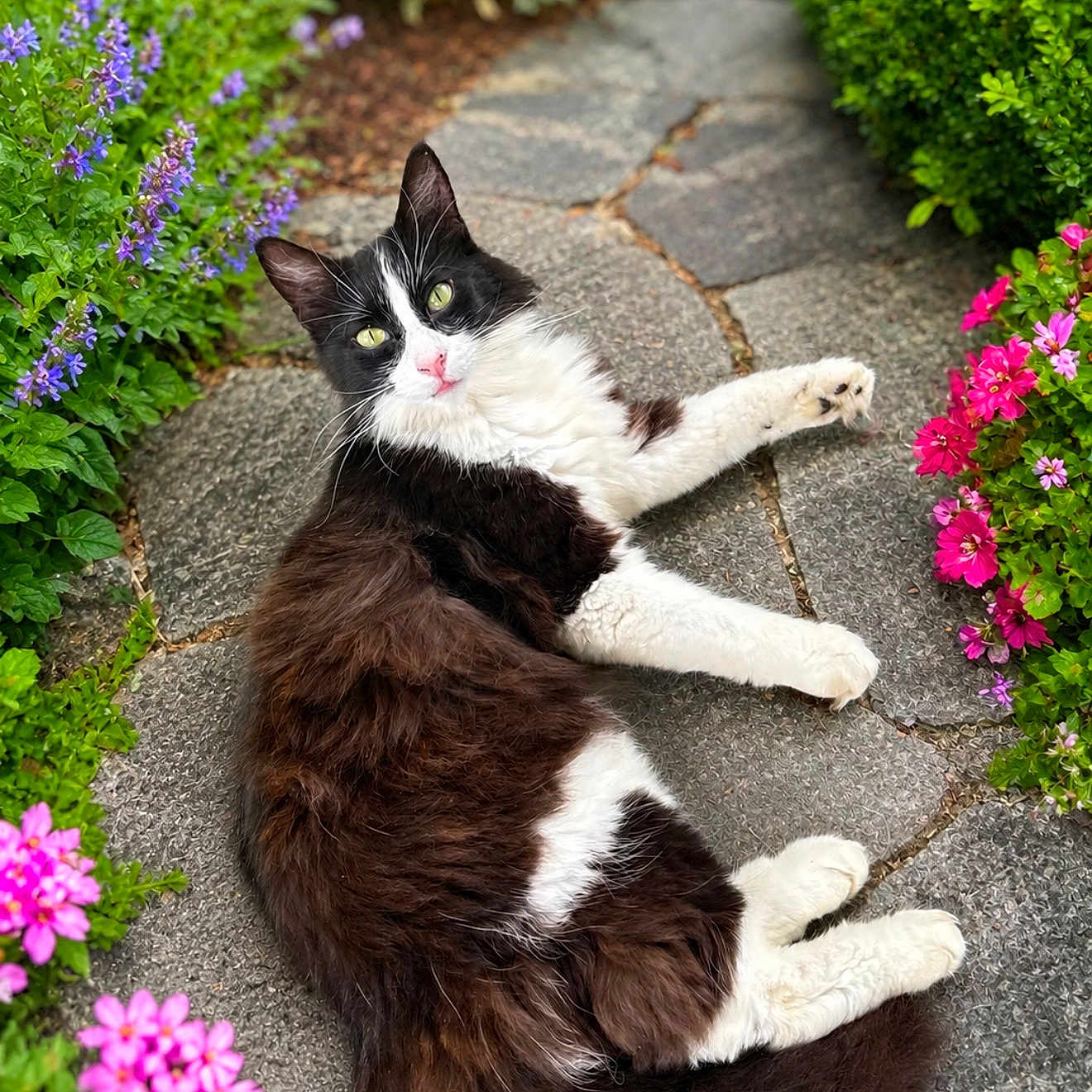 Tuxedo