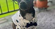 Peanut joined the competition — help win amazing prizes! balcony, black_and_white, blurred_background, bow_tie, carpet, clothing, cute, dog, dressed_up, fashion, funny, garden, glasses, outdoor, pet, portrait, potted_plant, shirt, sitting, small_dog
