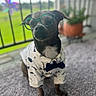 balcony, black_and_white, blurred_background, bow_tie, carpet, clothing, cute, dog, dressed_up, fashion, funny, garden, glasses, outdoor, pet, portrait, potted_plant, shirt, sitting, small_dog