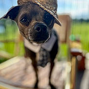 Peanut is registered to the contest to win money with this photo: backyard, black_nose, brown_dog, close_up, cute, dog, dressed_up, fashionable, fence, grass, greenery, hat, outdoor, portrait, puppy, short_hair, sitting, small_dog, straw_hat, tie