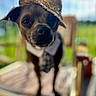 backyard, black_nose, brown_dog, close_up, cute, dog, dressed_up, fashionable, fence, grass, greenery, hat, outdoor, portrait, puppy, short_hair, sitting, small_dog, straw_hat, tie